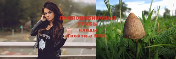 прущие грибы Елабуга