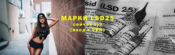 прущие грибы Елабуга